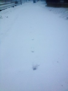 The only footprints I saw were my own.