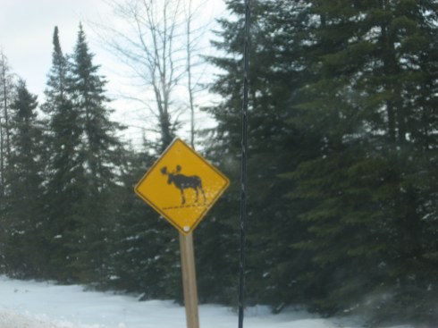 Look out for moose.